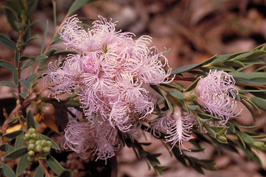 Melaleuca Thymifolia Pink (Thyme Leaf Honey Myrtle)