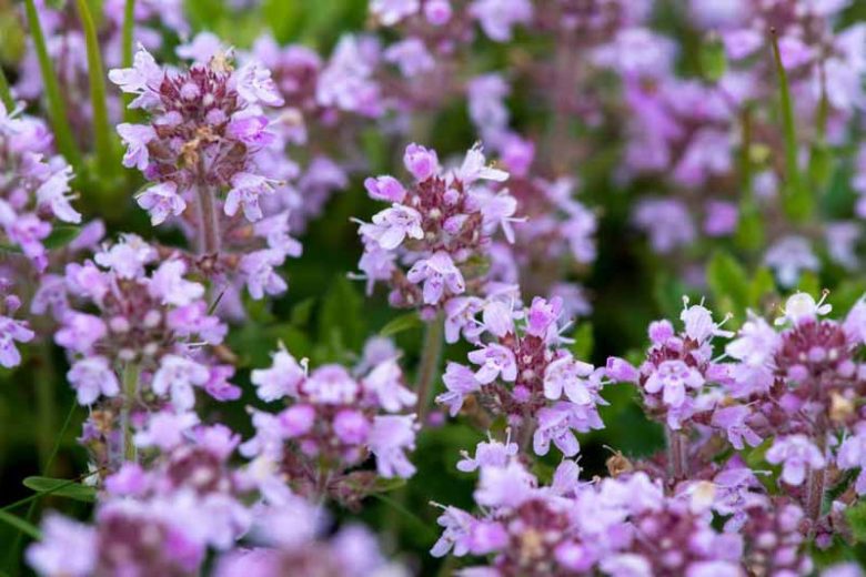 Thymus serpyllum ‘Albus’ (Creeping White Thyme)