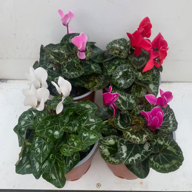 Cyclamen persicum (Tianis Mix)