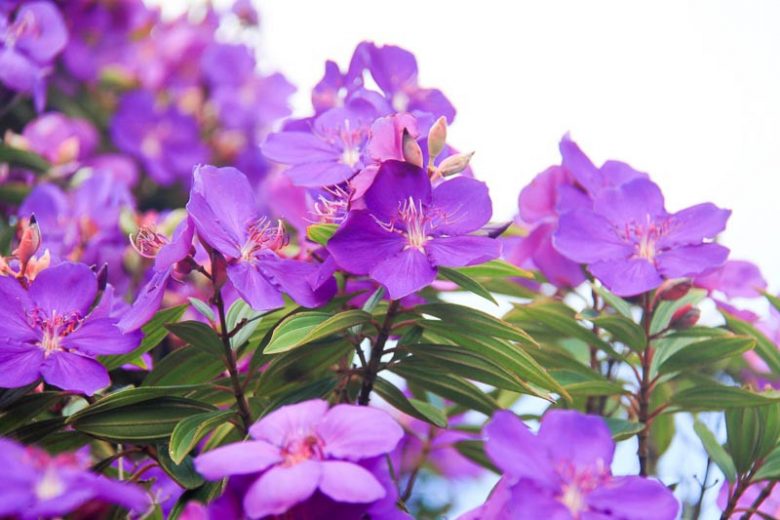 Tibouchina Granulosa Jules (Purple Glory Bush)