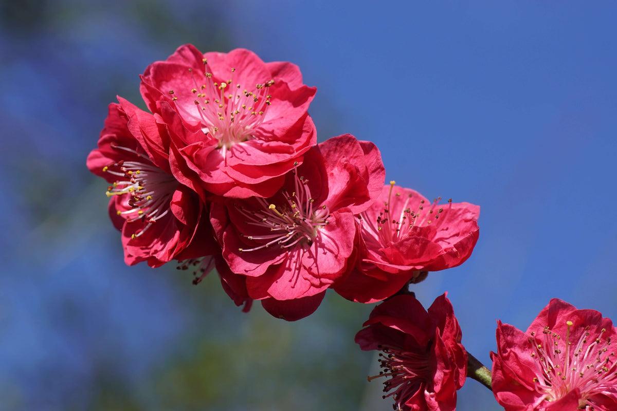 Prunus persica ‘Magnifica’ (Red Flowering Peach)