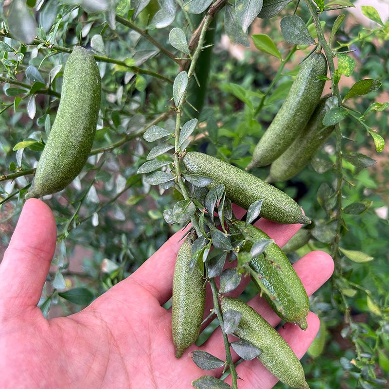 Citrus australasica 'Green Sapphire' (Green Sapphire Finger Lime)