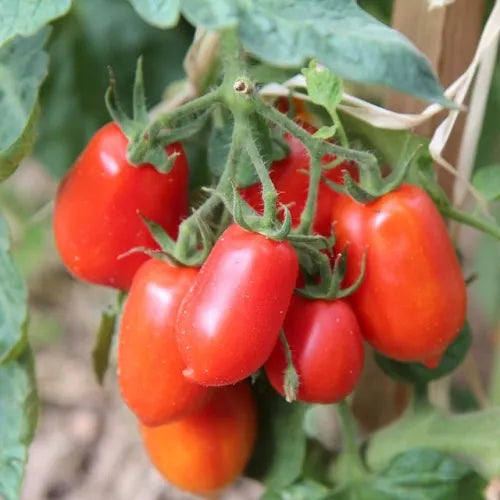 Lycopersicon Esculentum (Roma Tomato)