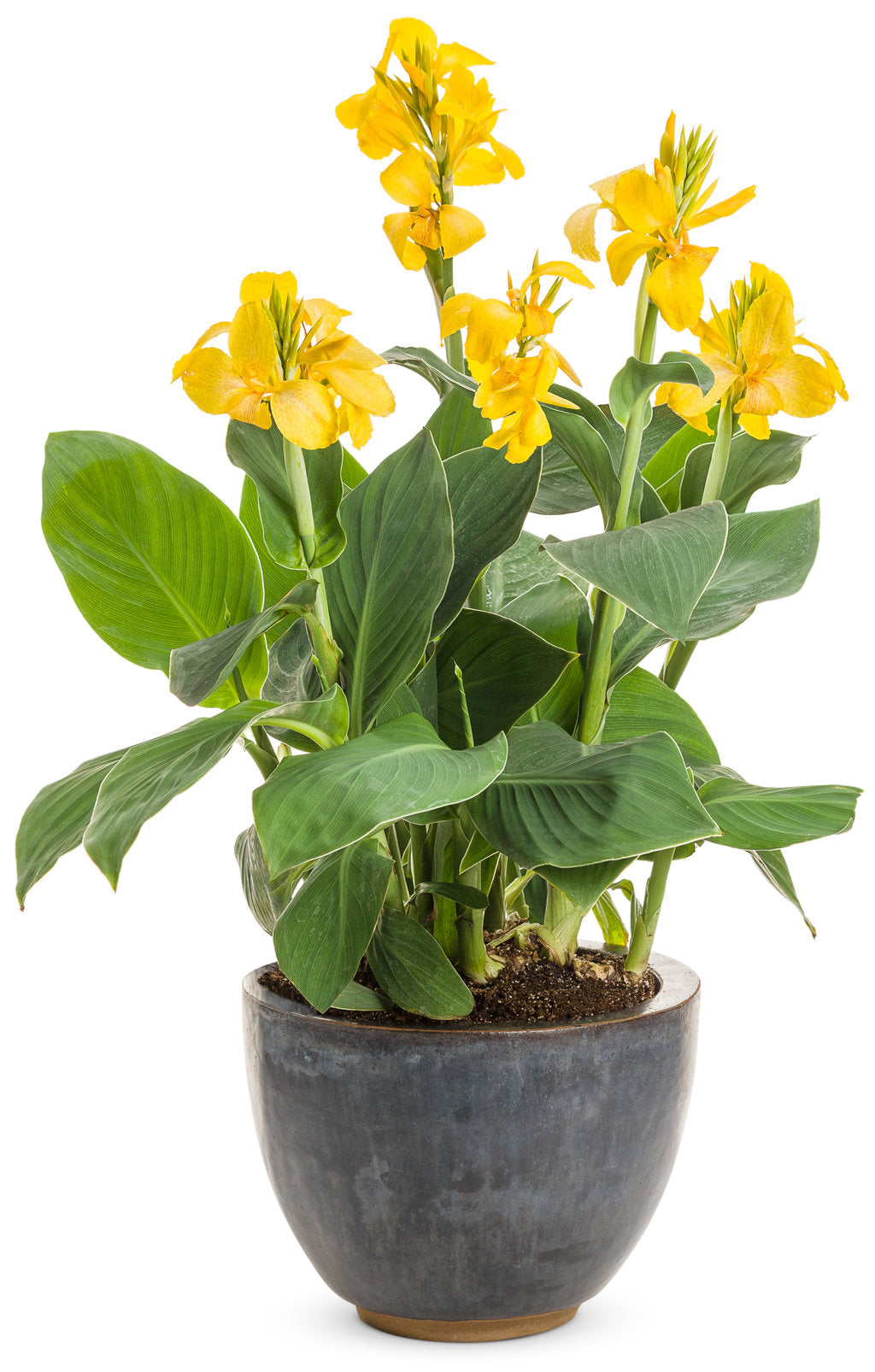 Canna × Hybrida (Yellow Canna Lily)