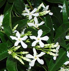 Trachelospermum jasminoides (Staked Star Jasmine)