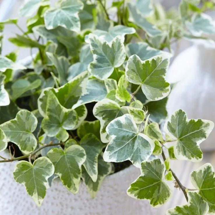 Hedera helix ‘Variegata’ (Variegated English Ivy)