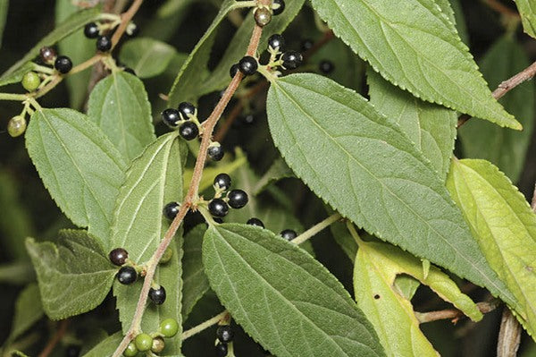 Trema tomentosa var. aspera (Poison Peach / Native Peach)