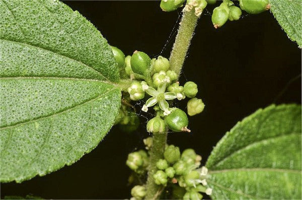 Trema tomentosa var. aspera (Poison Peach / Native Peach)