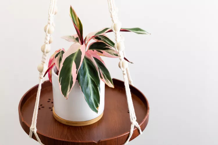 Stromanthe sanguinea Triostar (Triostar Stromanthe)