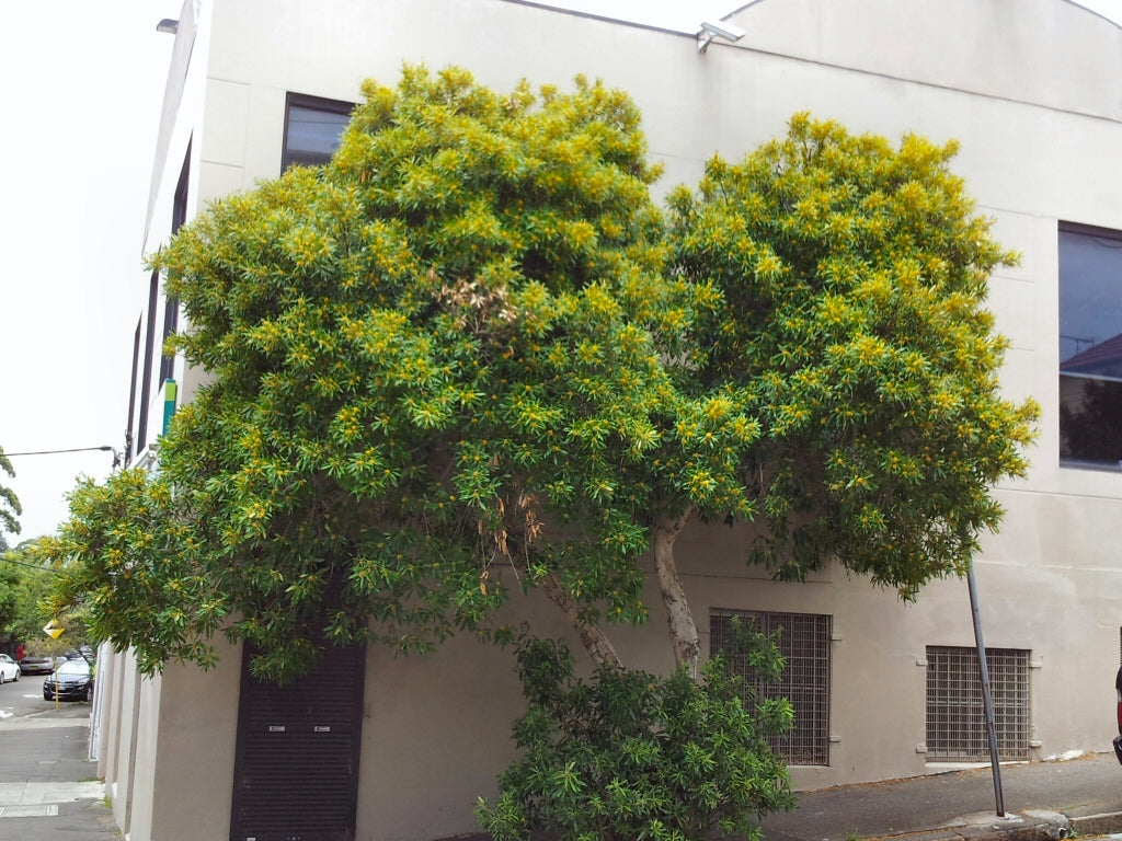 Tristaniopsis Laurina (Water Gum)