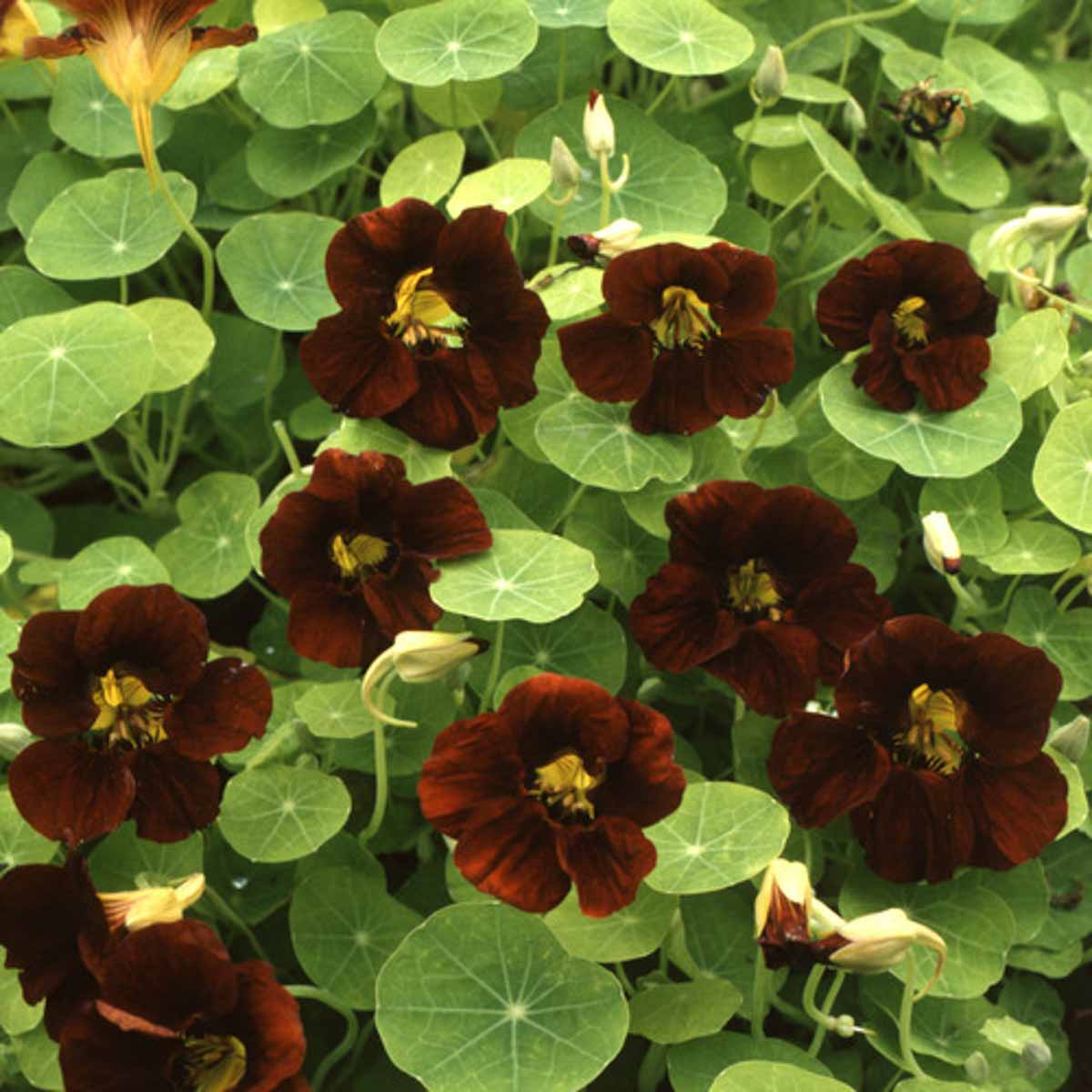 Tropaeolum majus 'Black Velvet' (Black Velvet Nasturtium)