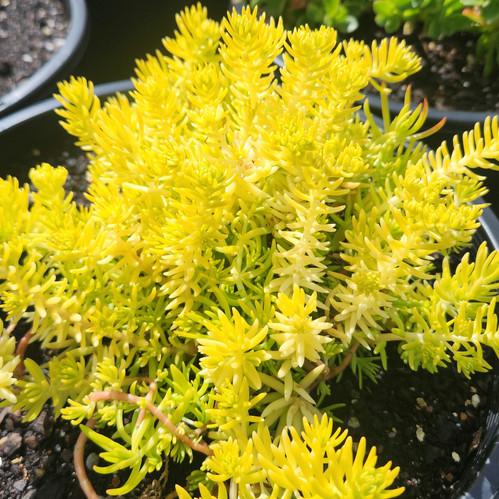Sedum Mexicanum 'Gold Mound' (Gold Mound Stonecrop)