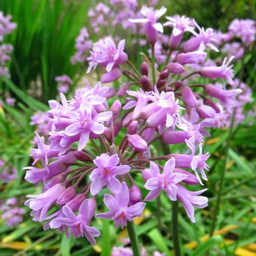 Tulbaghia simmleri (Pink Agapanthus)