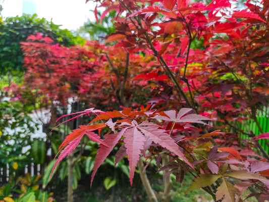 Acer Palmatum (Japanese Maple)