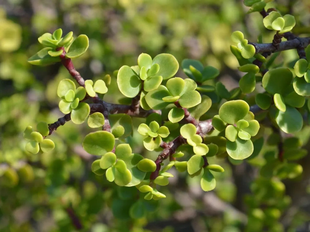 Portulacaria afra – Elephant Bush