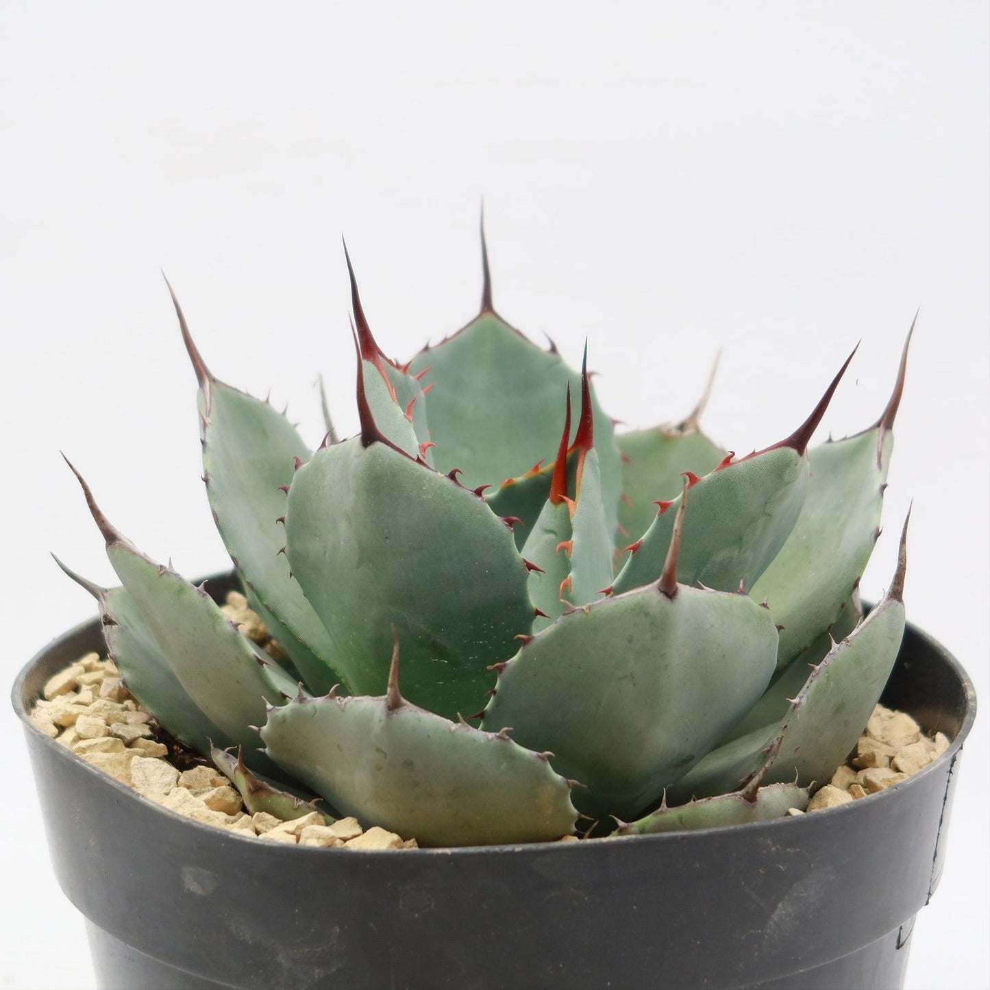 Agave Parryi Var. Truncata (Artichoke Agave)