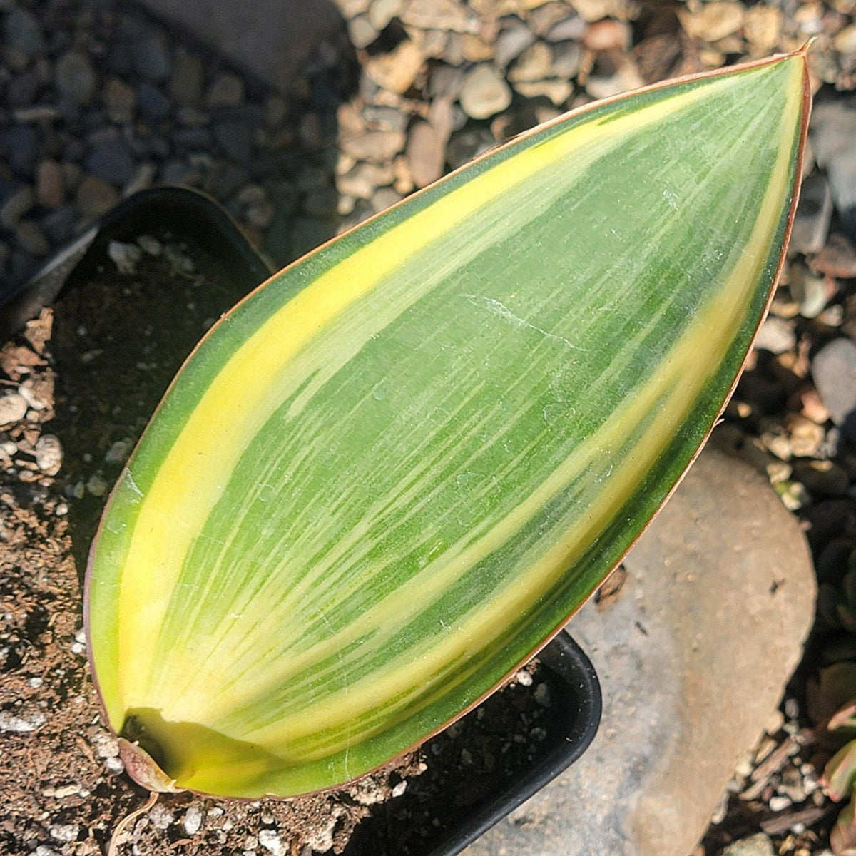 Dracaena masoniana (Mason’s Congo Snake Plant)