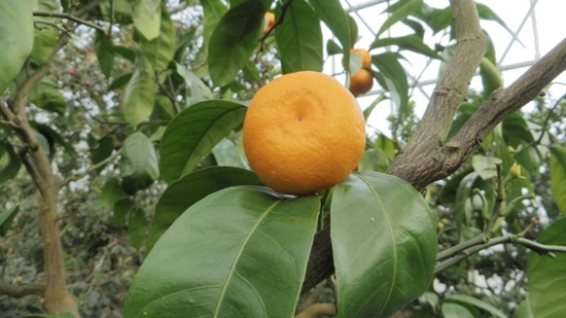 Citrus Reticulata 'Engalls' (Engalls Mandarin)