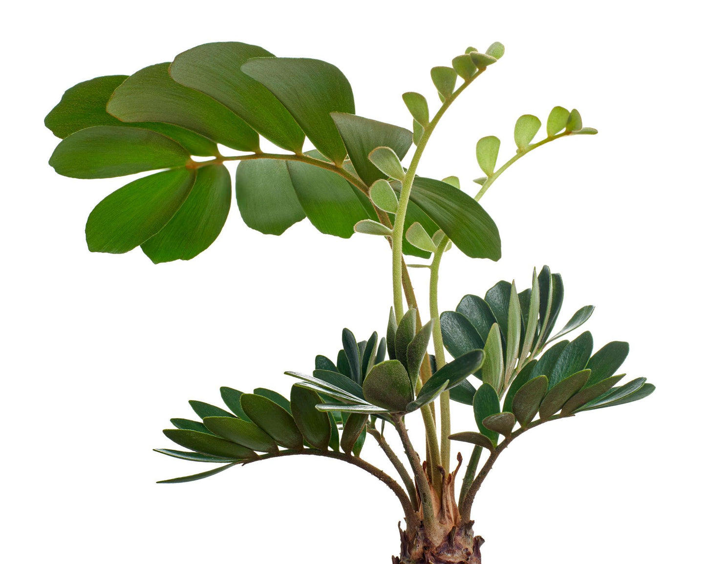 Zamia Furfuracea (Cardboard Palm)