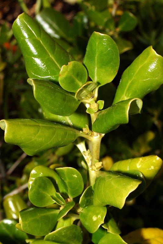 Coprosma Repens (Mirror Bush)