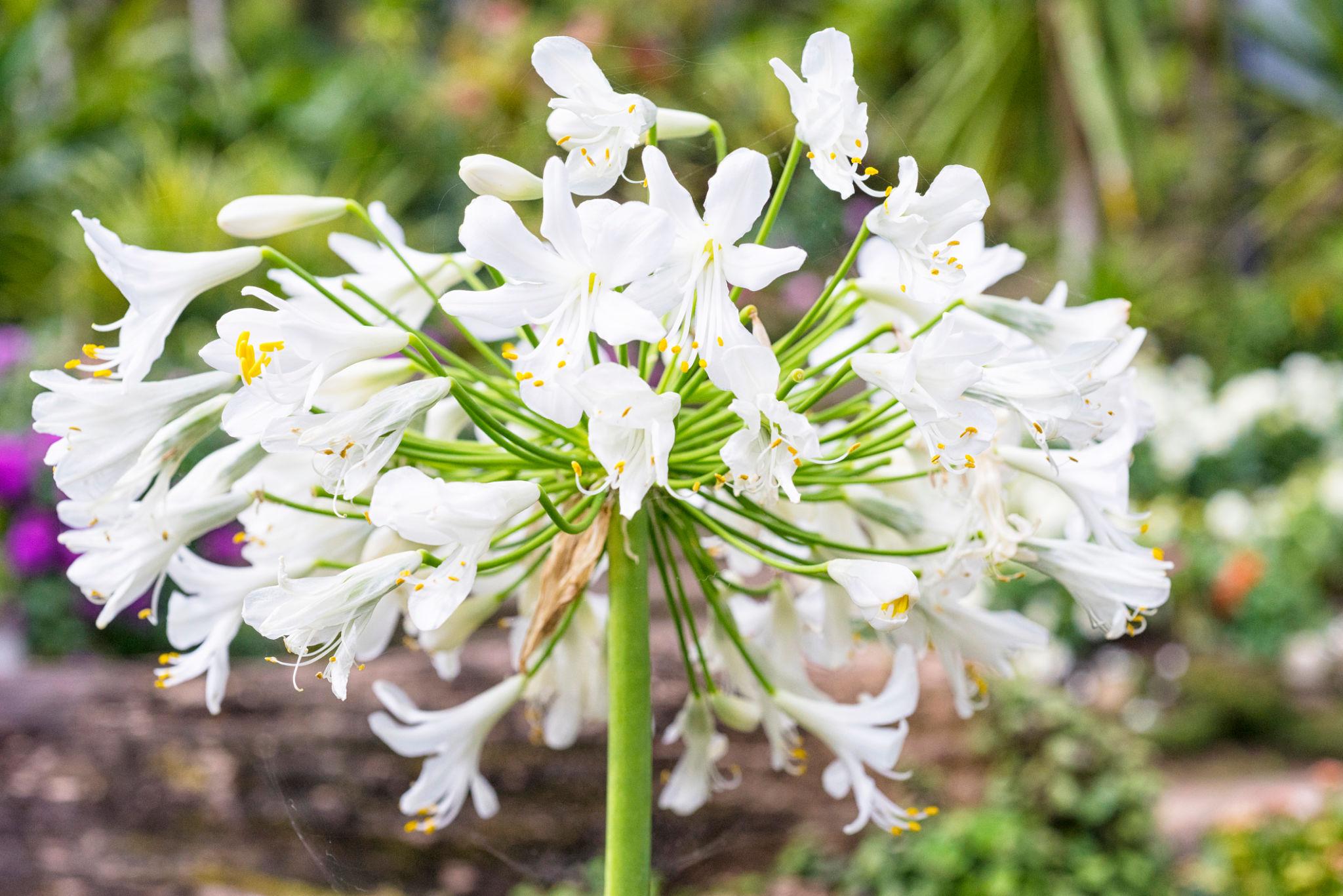 Agapanthus Africanus ‘Albus’ (White African Lily)