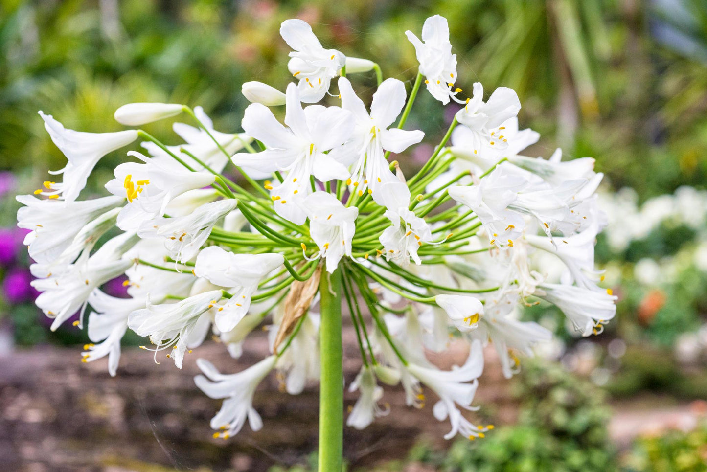 Agapanthus Africanus ‘Albus’ (White African Lily)