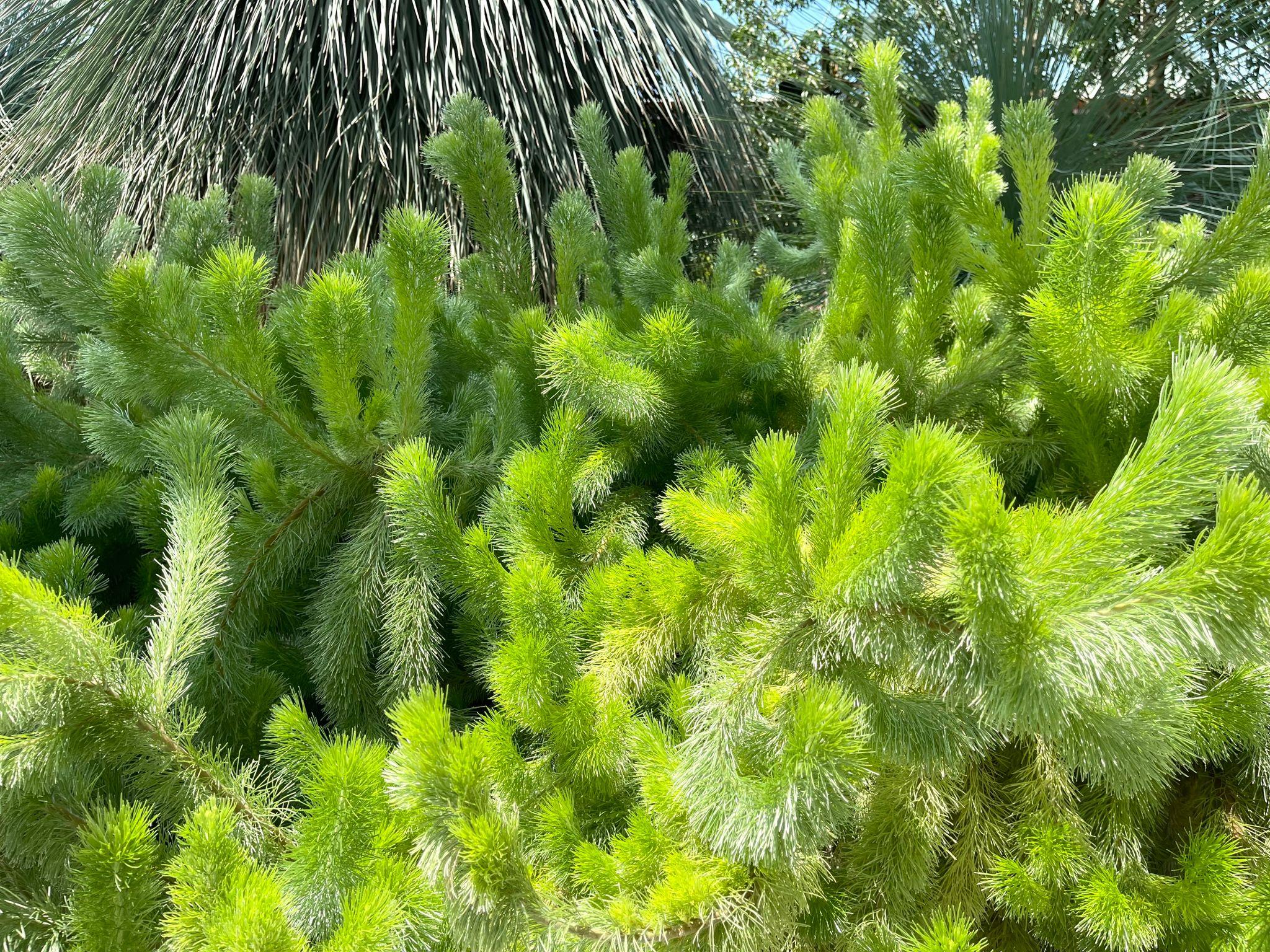 Adenanthos Sericeus ‘Compacta’ (Dwarf Woolly Bush)