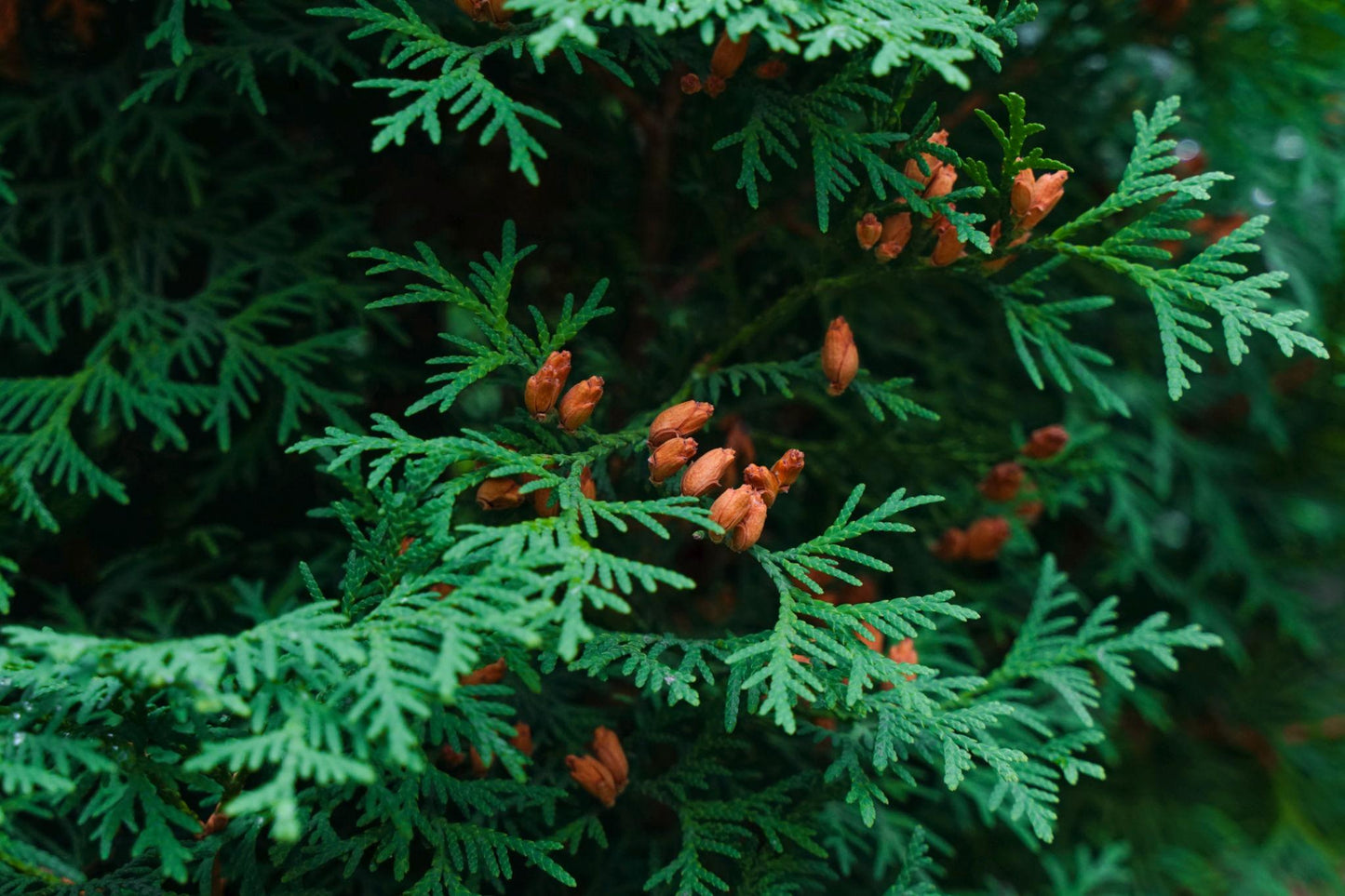 Thuja Plicata (Western Red Cedar)