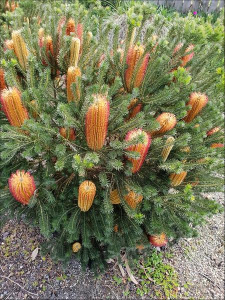 Banksia Ericifolia ‘Dwarf’ (Dwarf Heath Banksia)