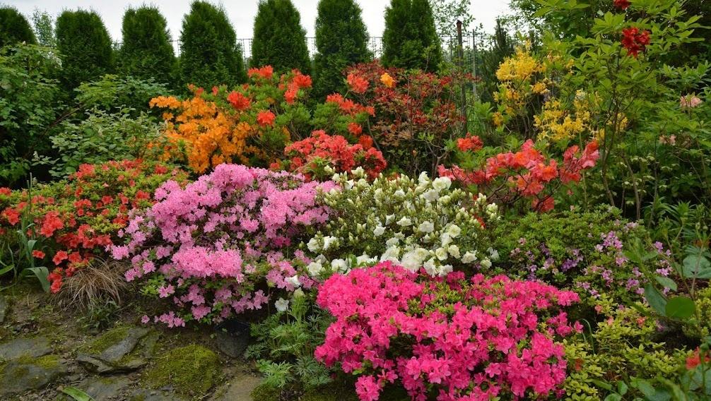 Rhododendron (Assorted Azalea)