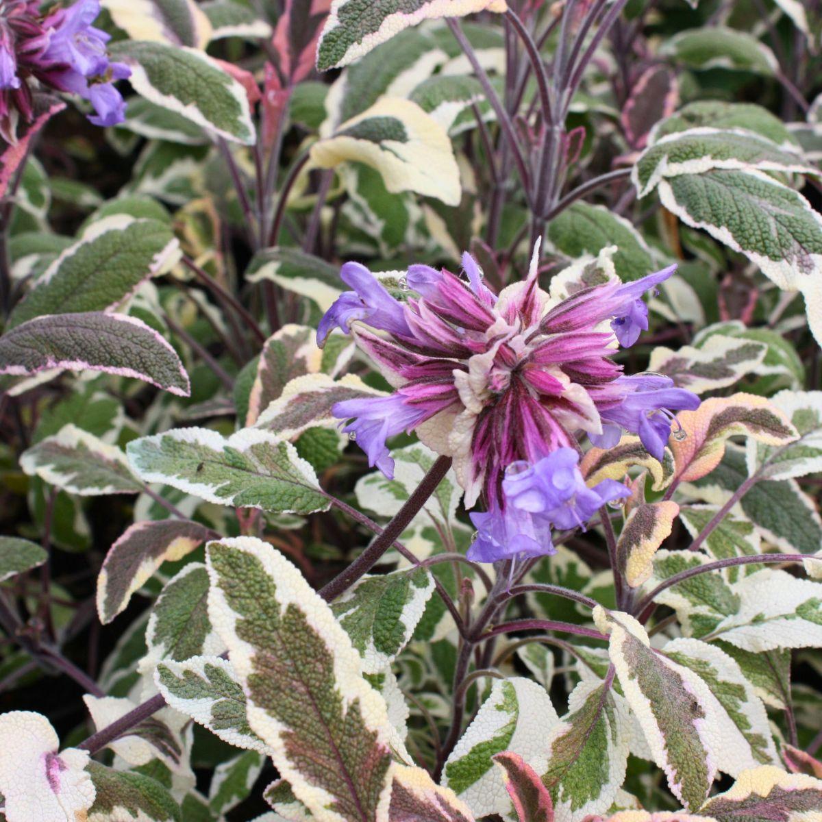 Salvia Officinalis (Sage Tricolour)
