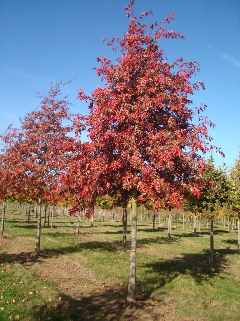 Quercus palustris ‘Early Drop Form’ (EDF)