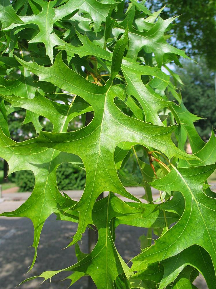 Quercus palustris ‘Early Drop Form’ (EDF)