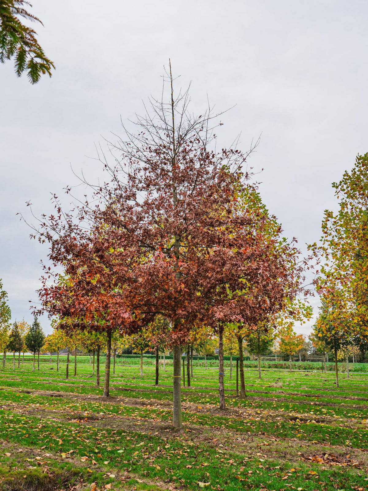Quercus palustris ‘Early Drop Form’ (EDF)