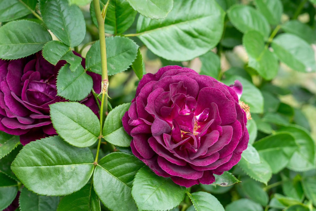 Rosa 'Twilight Zone' Grafted (Twilight Zone Grandiflora Rose)