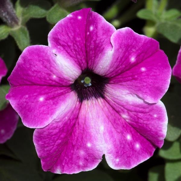 Petunia ‘Circus Sky’