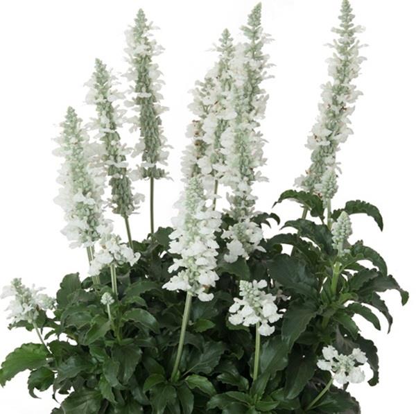 Salvia farinacea ‘Sallyfun White’ (Mealycup Sage)