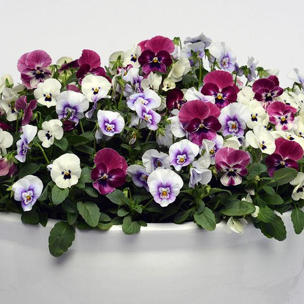 Viola ‘Raspberry Sundae’ – Viola