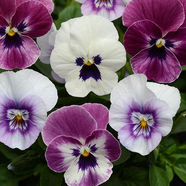 Viola ‘Raspberry Sundae’ – Viola