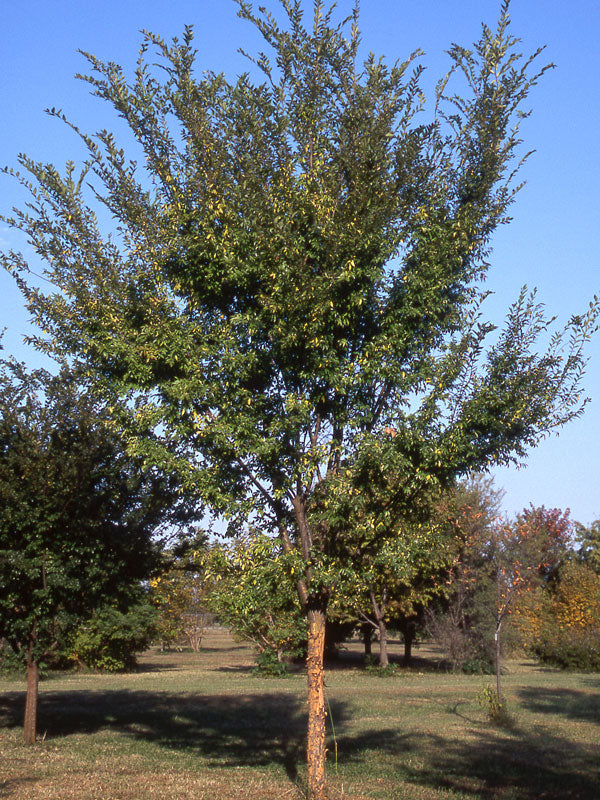 Ulmus parvifolia ‘Emer II’ Allee® – Lacebark Elm