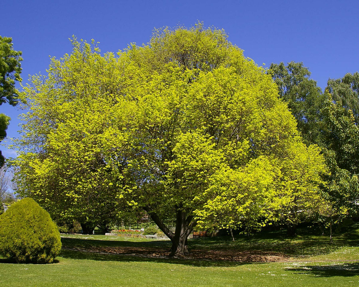 Ulmus Glabra ‘Lutescens’ (Golden Elm ) Grafted