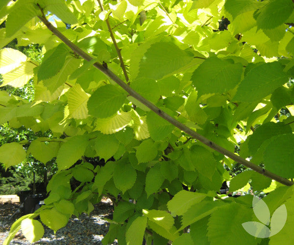 Ulmus Glabra ‘Lutescens’ (Golden Elm ) Grafted