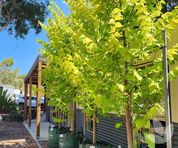 Ulmus Glabra ‘Lutescens’ (Golden Elm ) Grafted