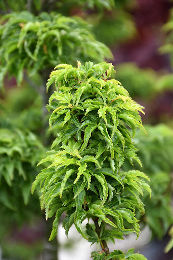 Acer Palmatum 'Shishigashira' (upright)