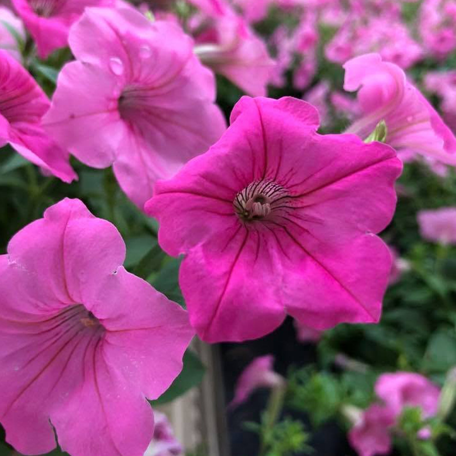 Petunia Hybrid 'Supertunia® Vista Bubblegum' (Bubblegum Petunia)
