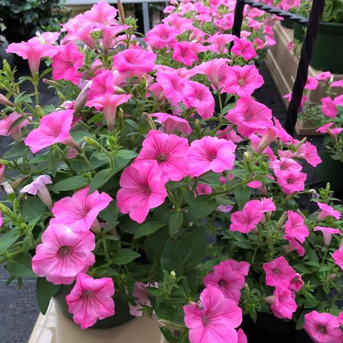 Petunia Hybrid 'Supertunia® Vista Bubblegum' (Bubblegum Petunia)