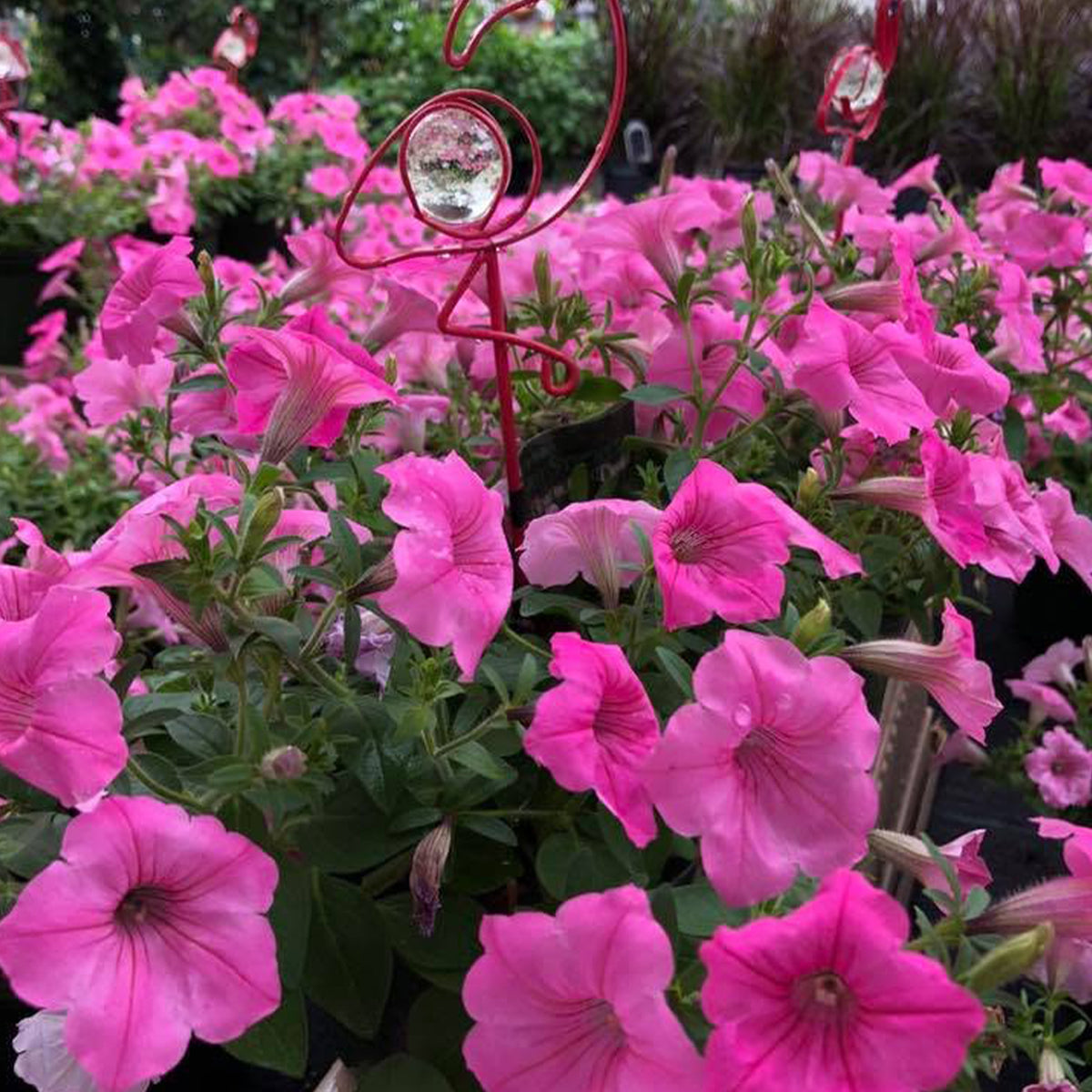 Petunia Hybrid 'Supertunia® Vista Bubblegum' (Bubblegum Petunia)