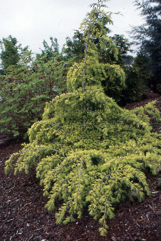 Cedrus Deodara ‘Feelin’ Gold’ (Feelin’ Gold Deodar Cedar)