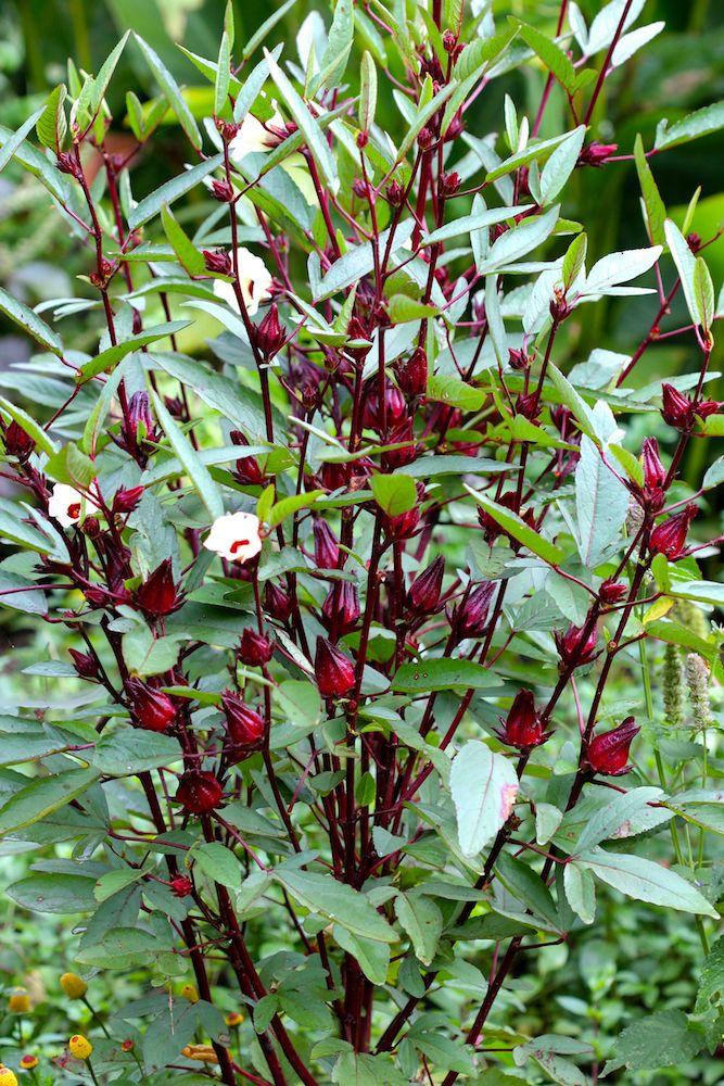 Hibiscus Sabdariffa (Rosella)