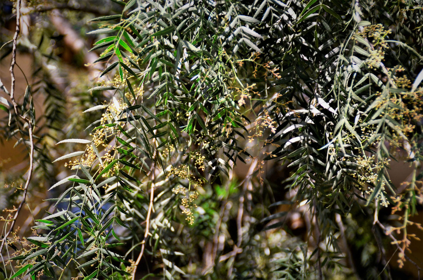 Schinus Molle (Pepper Tree)